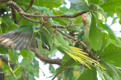 Psittacula eupatria