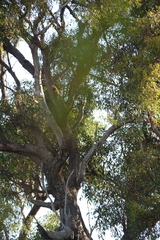 Eucalyptus marginata marginata