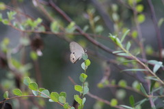 Hypocysta pseudirius