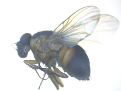 Dichaetomyia