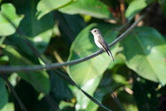 Muscicapa dauurica dauurica