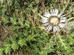 Carlina acaulis acaulis