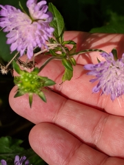 Knautia dipsacifolia