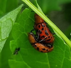 Conchyloctenia punctata