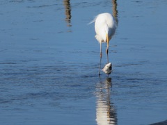 Ardea alba