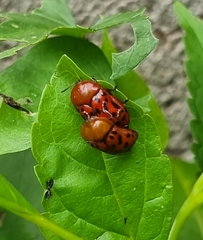 Conchyloctenia punctata
