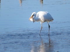 Ardea alba