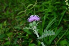 Cirsium japonicum australe