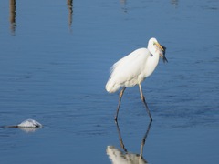 Ardea alba