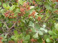 Searsia lucida
