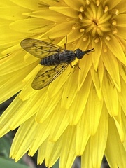 Phthiriinae