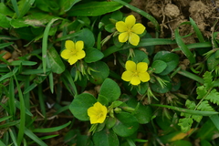 Lysimachia remota