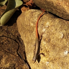 Sphenomorphus dussumieri