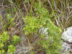 Morella quercifolia