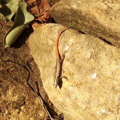 Sphenomorphus dussumieri