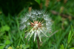 Taraxacum formosanum