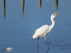 Ardea alba