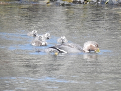 Tachyeres patachonicus