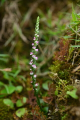 Spiranthes sinensis