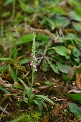 Spiranthes sinensis