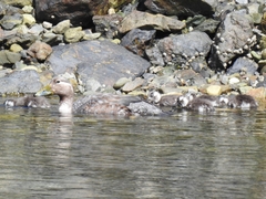 Tachyeres patachonicus