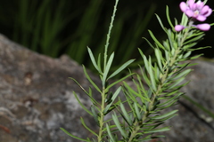 Comesperma esulifolium