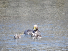 Tachyeres patachonicus