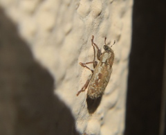 Microlarinus lareynii