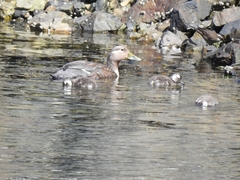 Tachyeres patachonicus