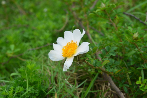 Rosa bracteata iNat (2)