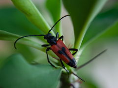 Stictoleptura cordigera