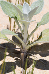 Arctotheca populifolia