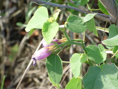Hibiscus furcellatus