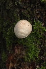 Pluteus leucoborealis