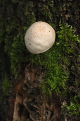 Pluteus leucoborealis