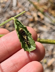 Papilio demoleus sthenelus
