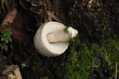 Pluteus leucoborealis