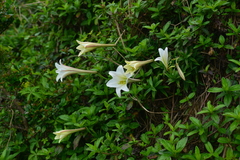 Lilium longiflorum