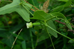 Solena amplexicaulis