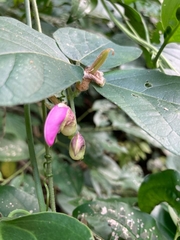 Phaseolus vulgaris