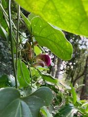 Phaseolus vulgaris