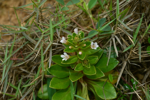 Lysimachia mauritiana iNat (1)