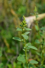 Chenopodium acuminatum
