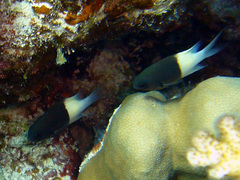 Pycnochromis dimidiatus