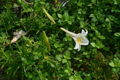 Lilium longiflorum