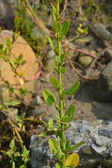 Chenopodium acuminatum