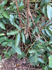 Melicytus ramiflorus