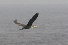 Phalacrocorax carbo maroccanus