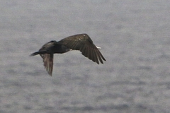 Phalacrocorax carbo maroccanus