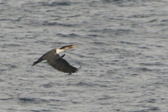 Phalacrocorax carbo maroccanus